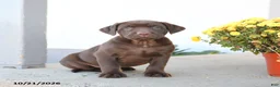 Labrador Retriever dogs for sale: Loyal - Ad 3