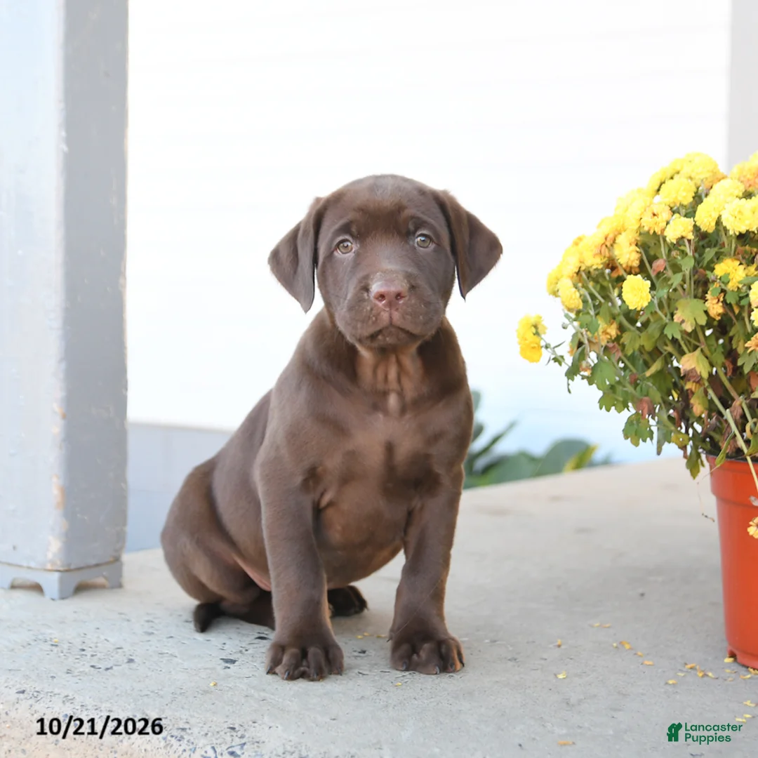 Labrador Retriever dogs for sale: Loyal - Ad 3