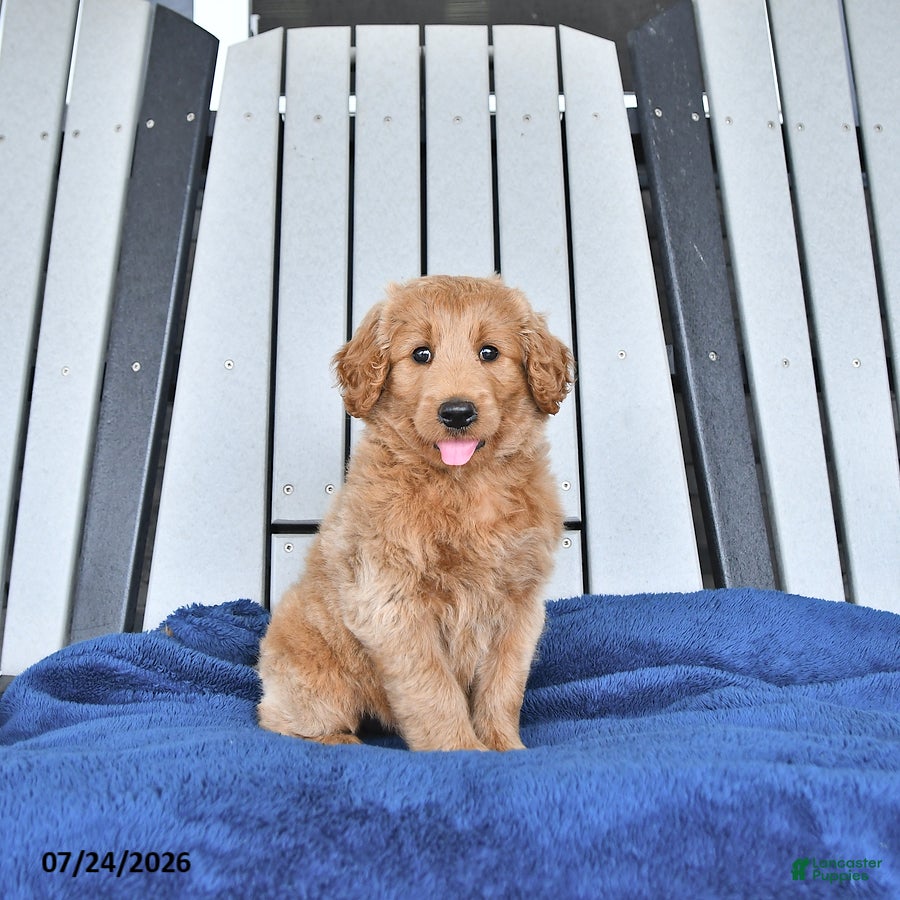 Mini Goldendoodle dogs Tanner - Ad 1