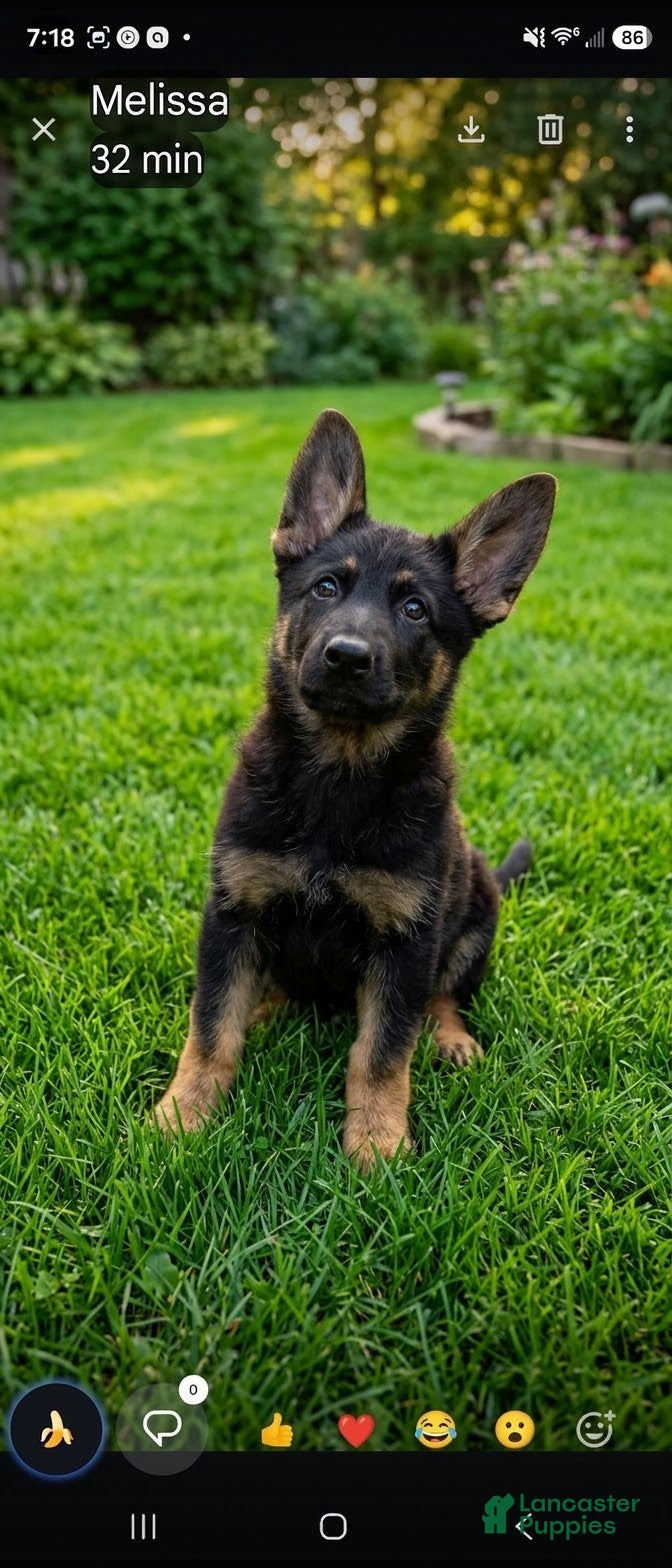 German Shepherd dogs for sale: German Shepherd 1 - Ad 2