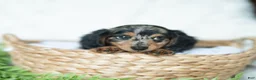Miniature Dachshund dogs for sale: Amber 🤎 - Ad 4