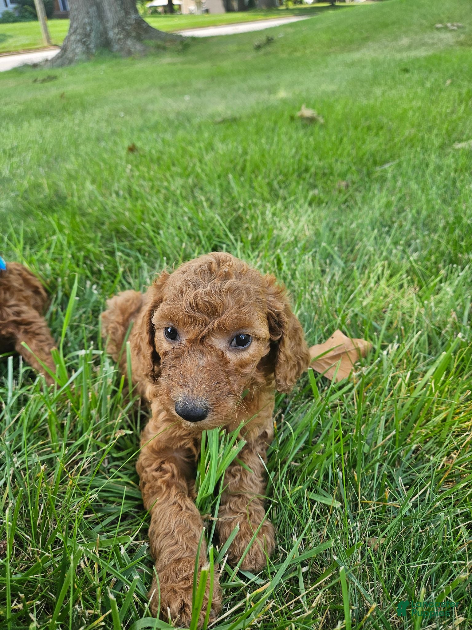 Goldendoodle dogs Goldendoodle 5 - Ad 34