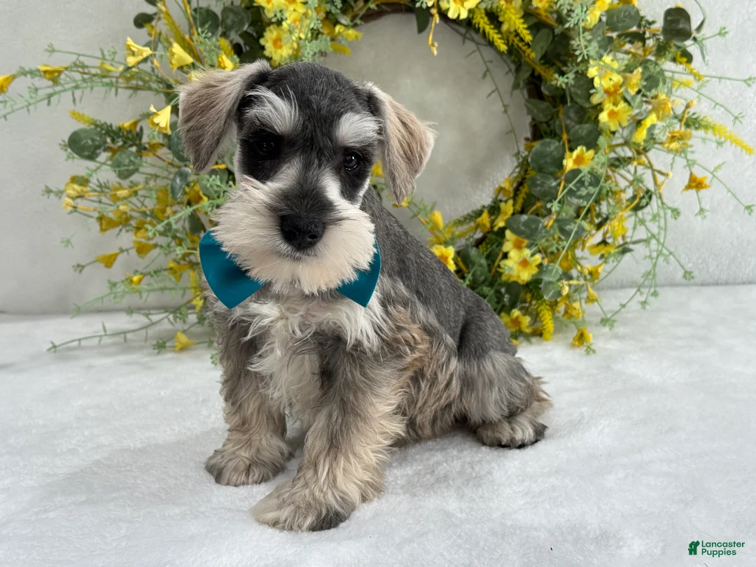 Miniature Schnauzer dogs for sale: Paisley Male 5 - Ad 1
