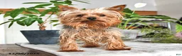 Yorkshire Terrier dogs for sale: Gary - Ad 7
