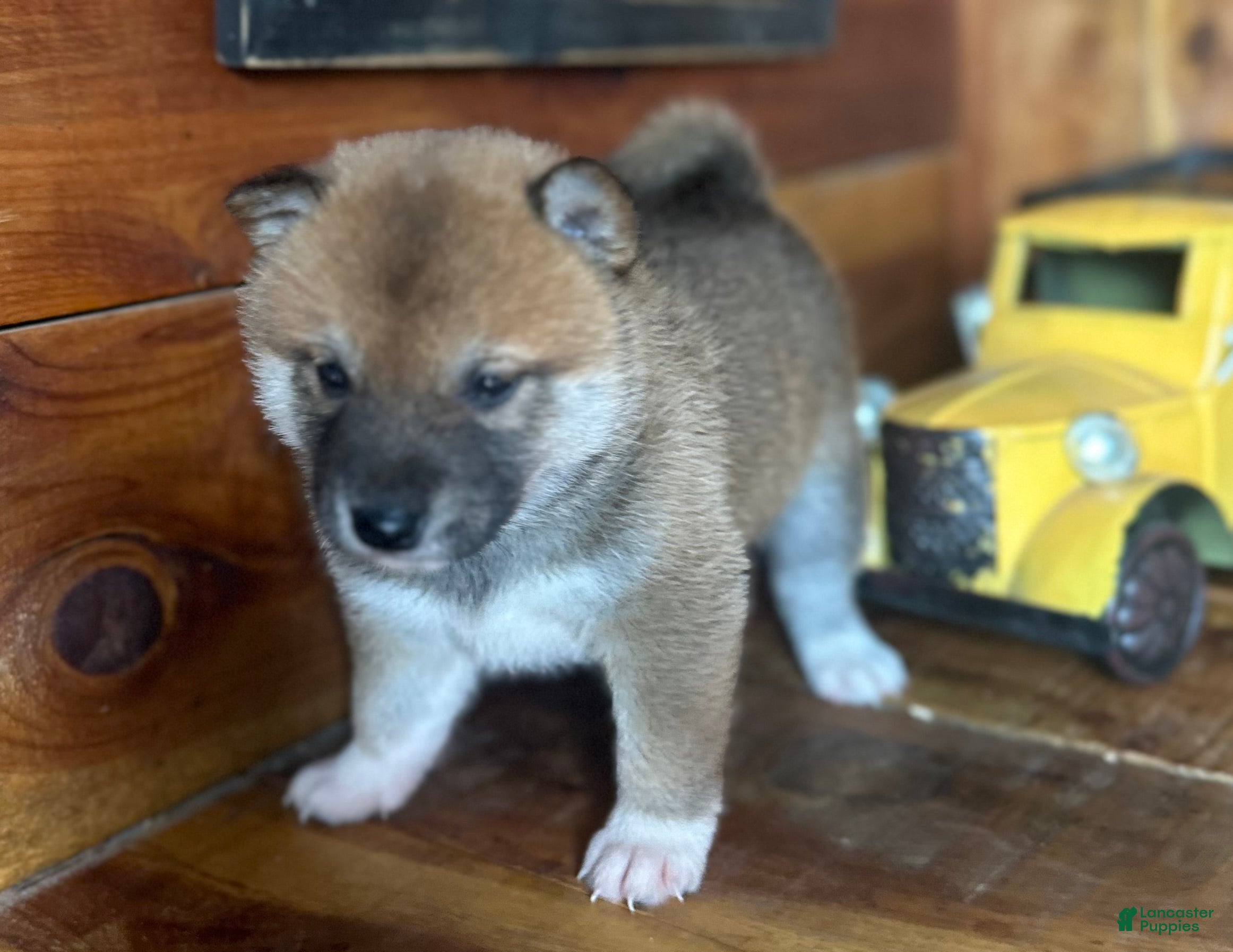 Shiba Inu dogs Shiba Inu Puppy 7 - Ad 1