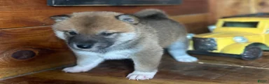 Shiba Inu Puppy 7