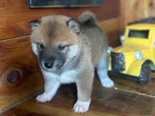 Shiba Inu dogs for sale: Shiba Inu Puppy 7 - Ad 3