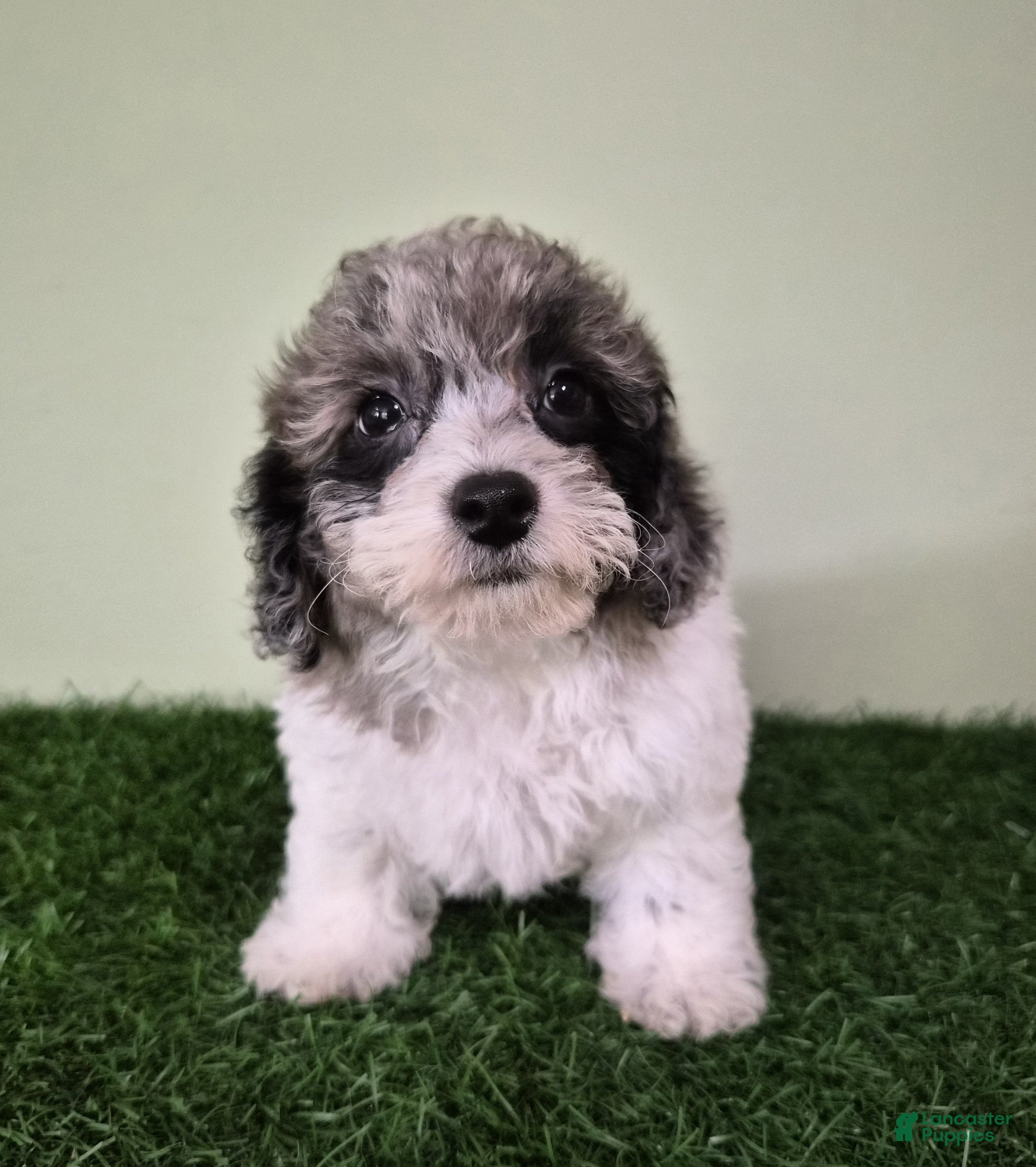 Miniature Poodle dogs Chevelle - Ad 2