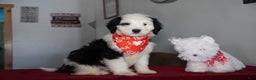 Sheepadoodle dogs for sale: Ringo - Ad 3