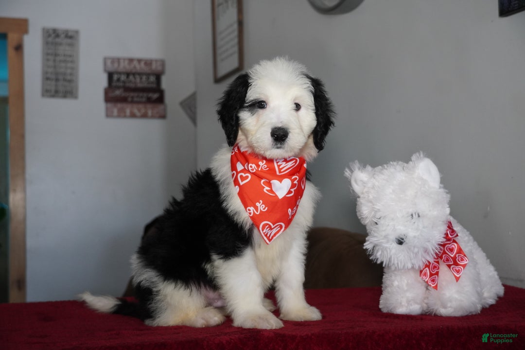 Sheepadoodle dogs for sale: Ringo - Ad 3