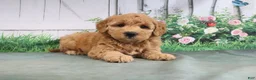 Mini Goldendoodle dogs for sale: Tesa - Ad 4
