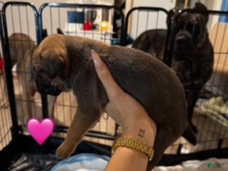 Cane Corso dogs Cane Corso Puppy - Light Green collar - Ad 10