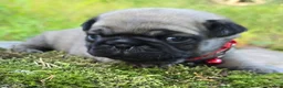 Pug dogs for sale: Bo - Ad 5