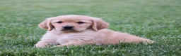 Golden Retriever dogs for sale: Halo - Ad 3