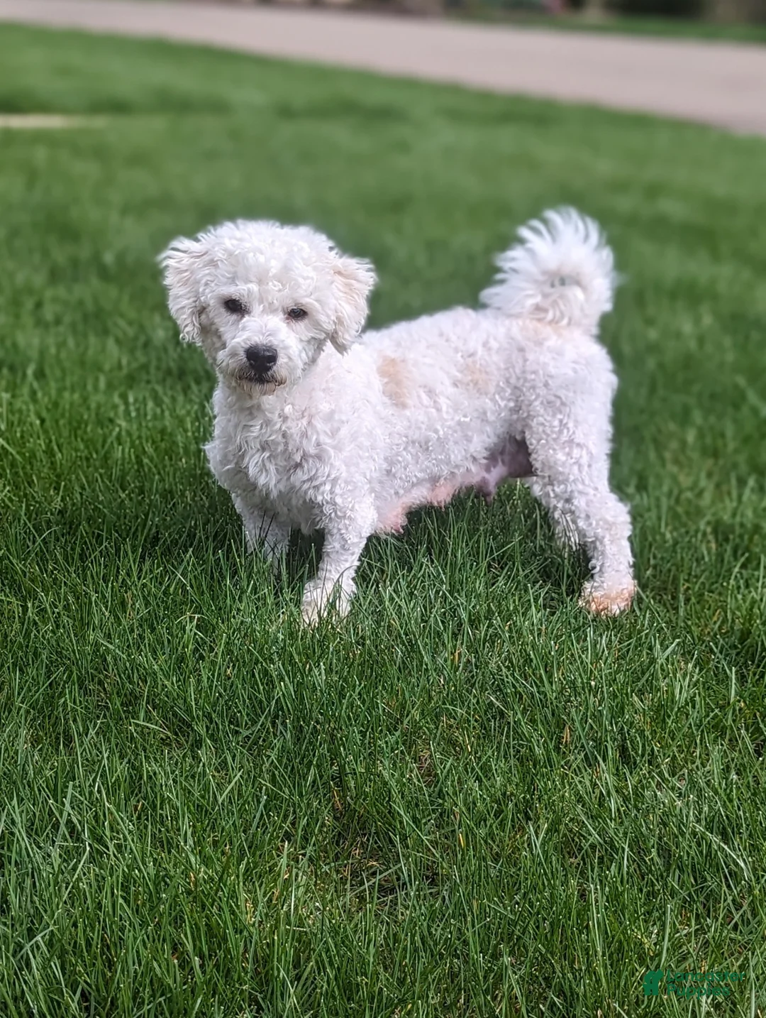 Bichpoo dogs for sale: Max - Ad 5