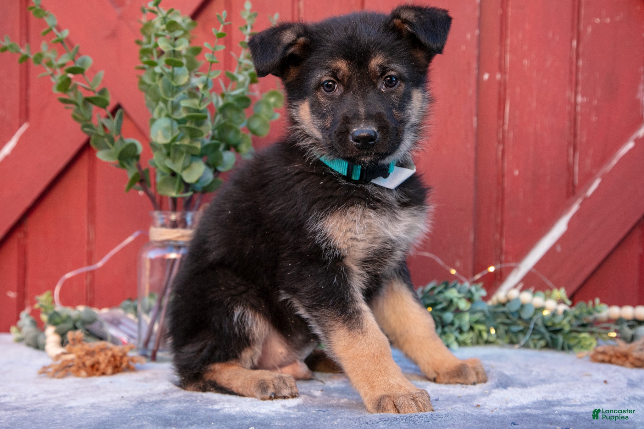 German Shepherd dogs Angus - Ad 1