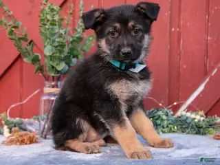 German Shepherd dogs for sale: Angus - Ad 3