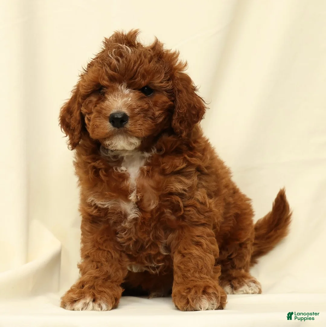 Cavapoo dogs for sale: Cooper - Ad 1