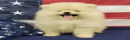 Pomeranian dogs for sale: Wrangler - Ad 3