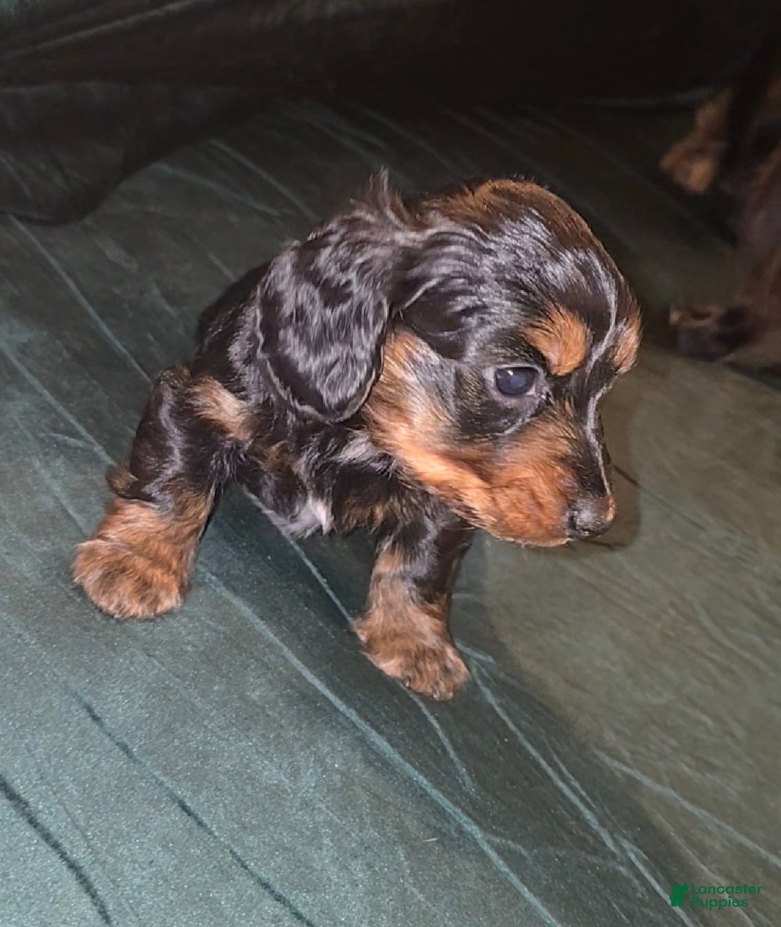 Mixed Breed dogs Lily (Black and Brown) - Ad 1