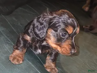 Mixed Breed dogs Roxanne 🎸 (Black and Brown, curly hair) - Ad 18