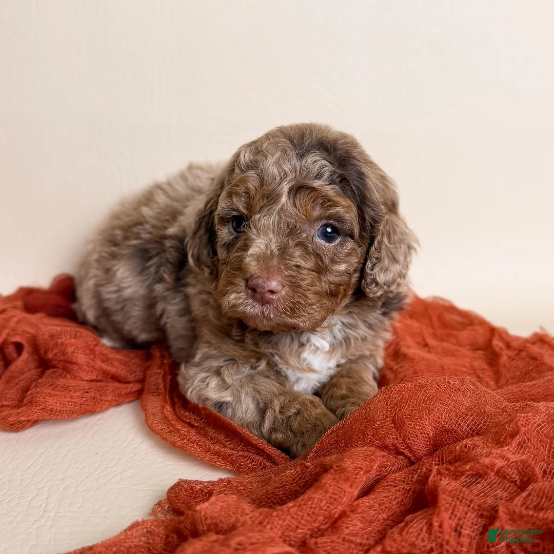 Miniature Poodle dogs for sale: Miniature Poodle 2 - Ad 1