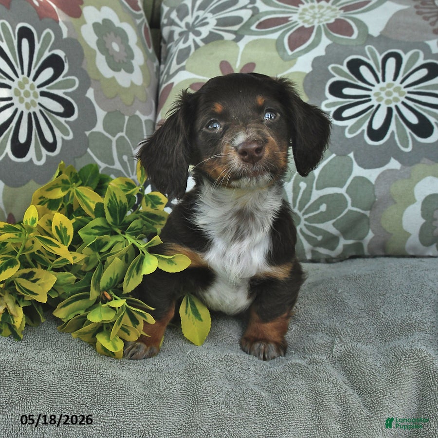 Miniature Dachshund dogs Lucy - Ad 2