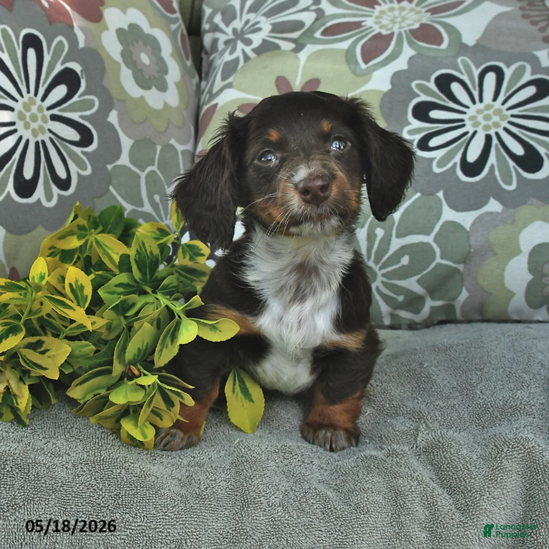 Miniature Dachshund dogs for sale: Lucy - Ad 2