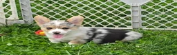 Welsh Corgi Pembroke dogs for sale: Stunning Stanley  - Ad 14