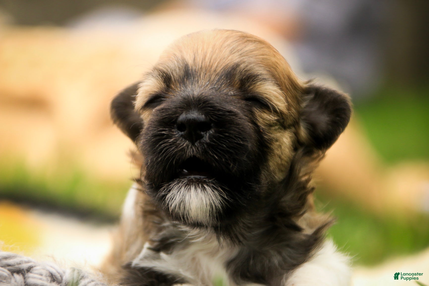 Havanese dogs Athena Havanese  - Ad 2