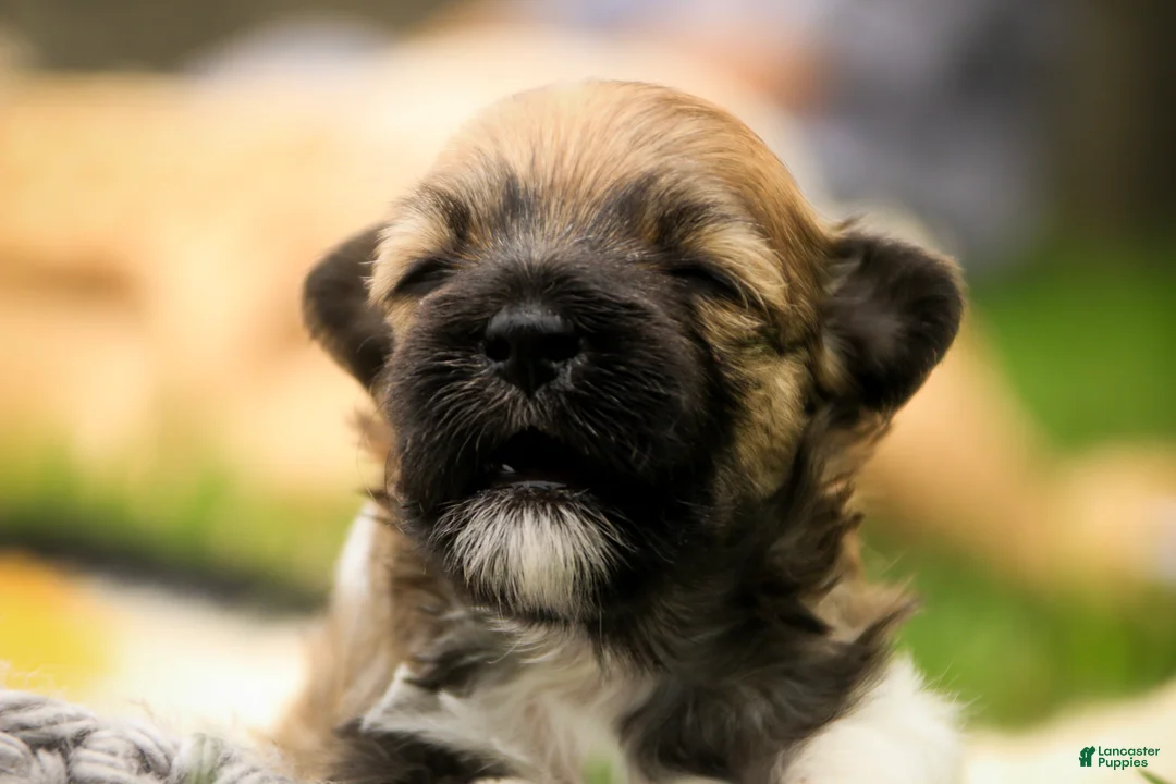 Havanese dogs for sale: Athena Havanese  - Ad 2