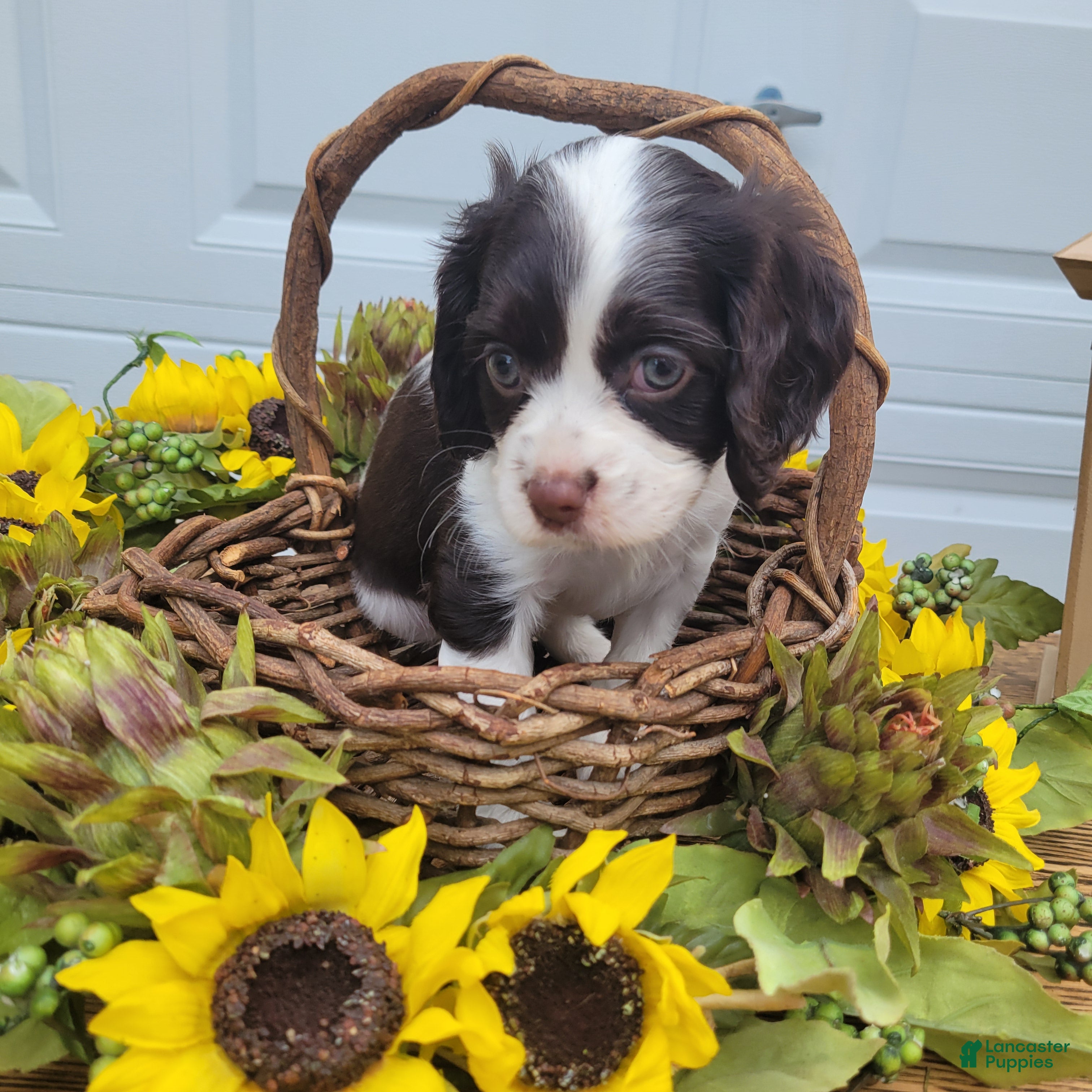 Mixed Breed dogs Kisses - Ad 2
