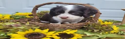 Mixed Breed dogs for sale: Kisses - Ad 3