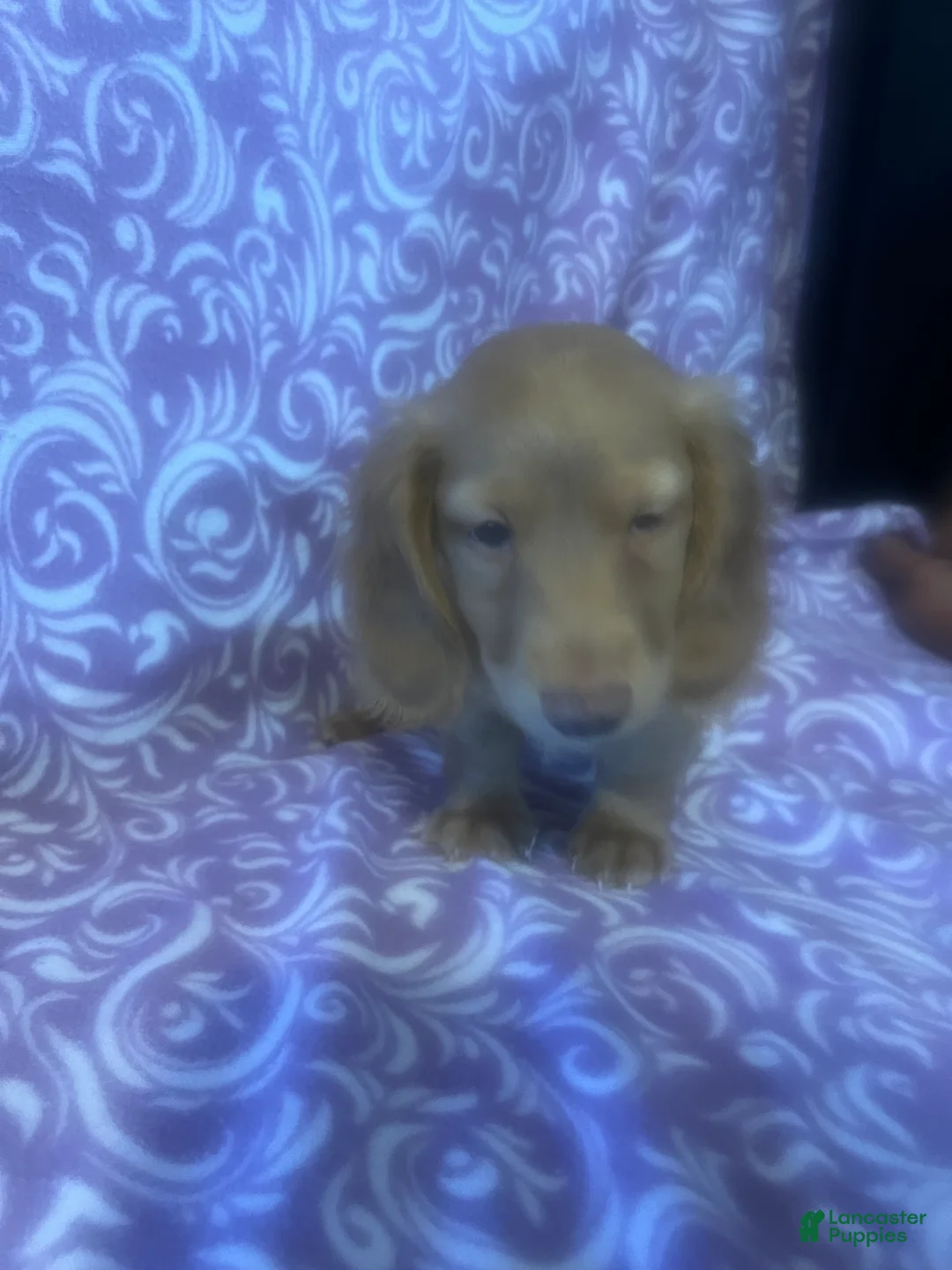 Miniature Dachshund dogs for sale: Miniature Dachshund Puppy 1 - Ad 1