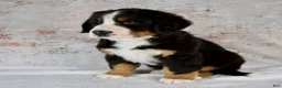 Bernese Mountain Dog dogs for sale: Rover - Ad 2
