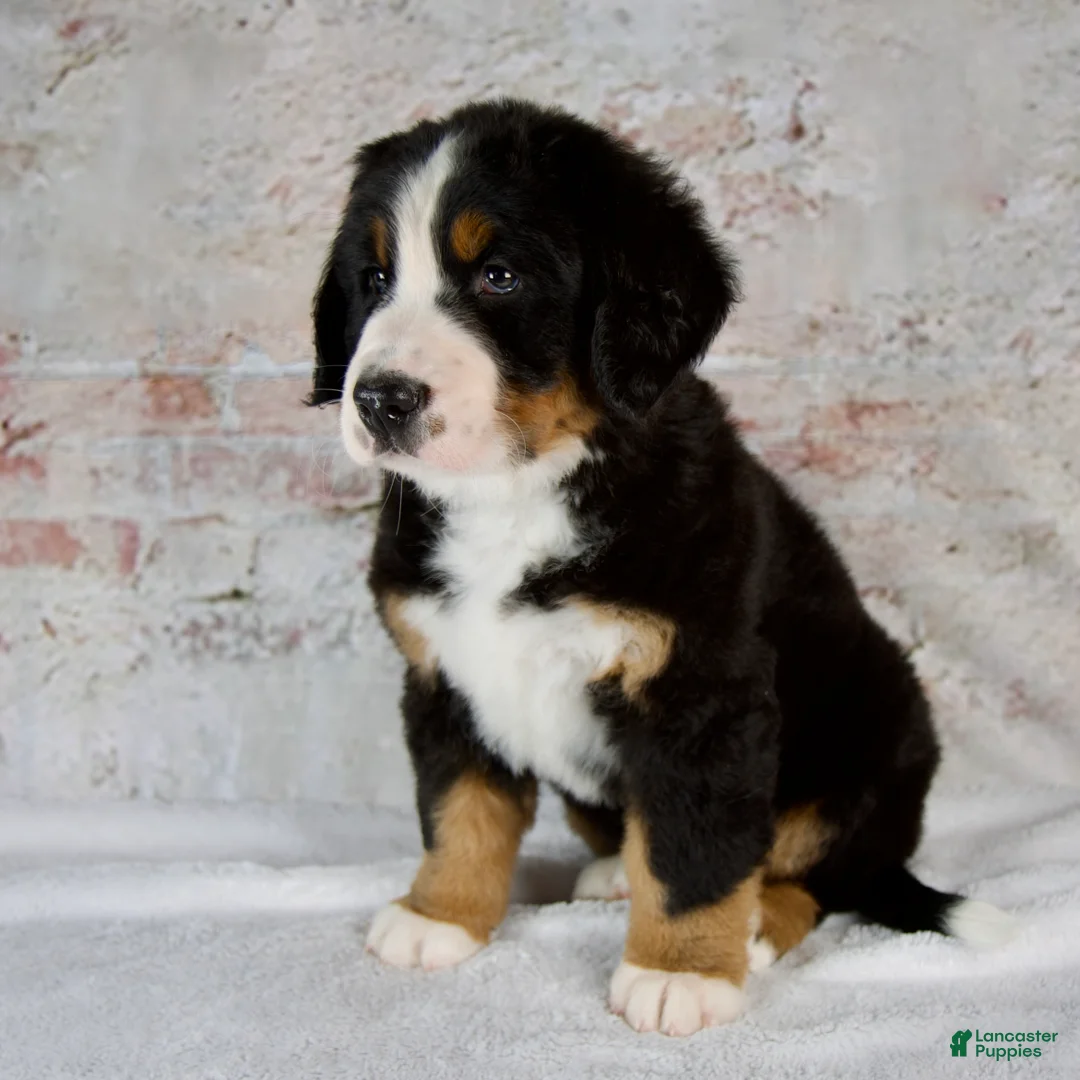 Bernese Mountain Dog dogs for sale: Rover - Ad 2