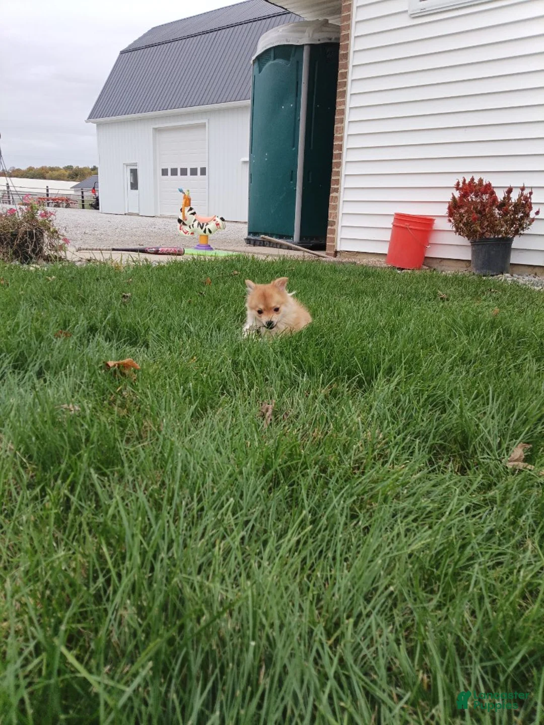 Pomsky dogs for sale: Bear - Ad 3