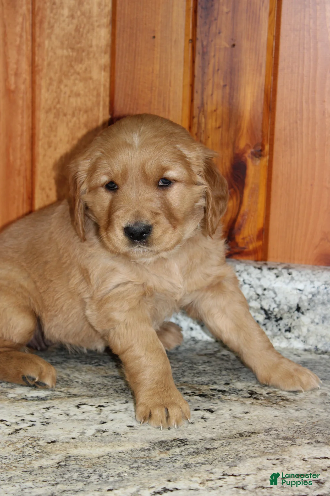 Golden Retriever dogs for sale: Stella - Ad 5