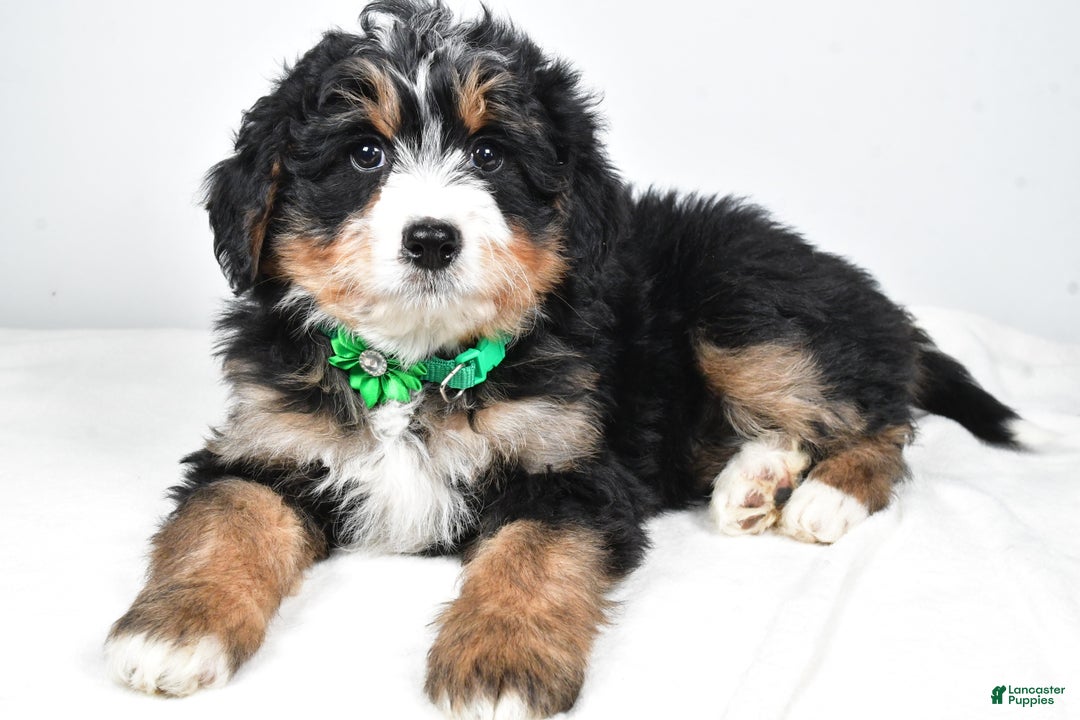 Mini Bernedoodle dogs for sale: Annabell - Ad 2
