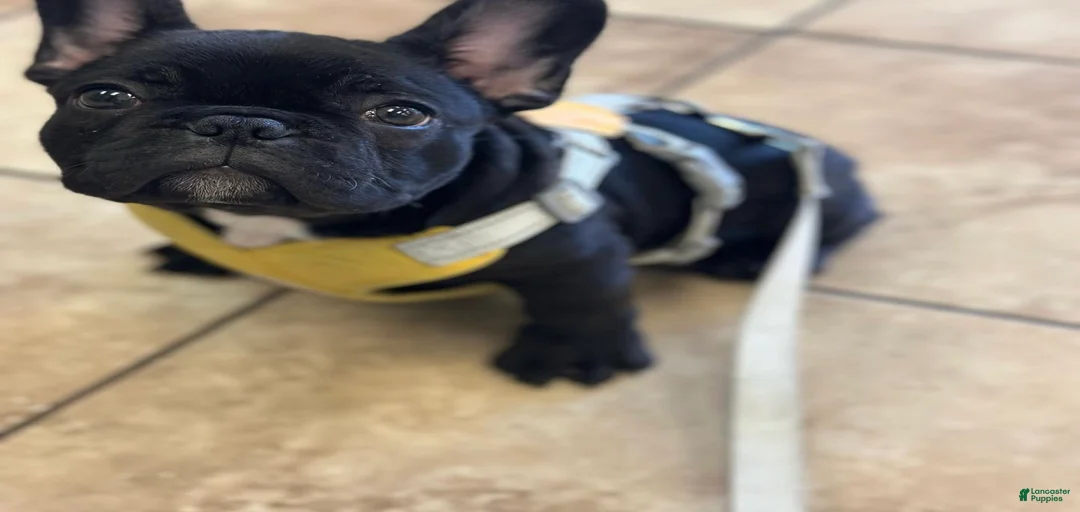 Gallery Image {{count}}