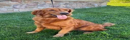 Golden Retriever dogs for sale: Rowdy - Ad 8
