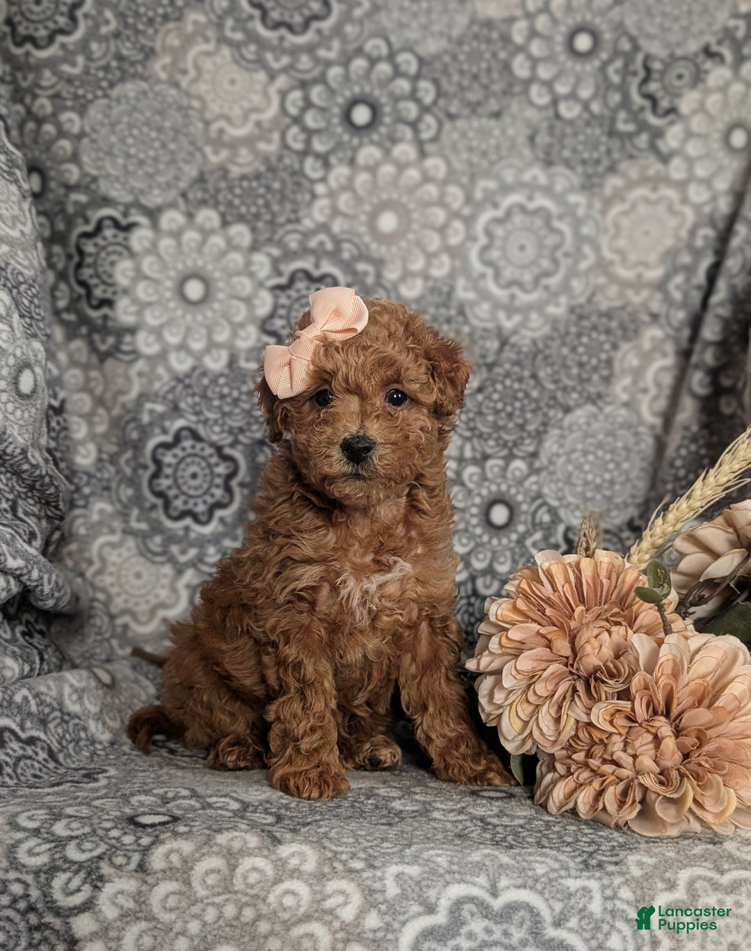 Mini Goldendoodle dogs for sale: Fiona 15 lbs Full Grown Hypoallergenic - Ad 1