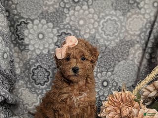 Mini Goldendoodle dogs for sale: Fiona 15 lbs Full Grown Hypoallergenic - Ad 1