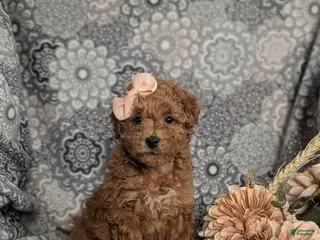 Mini Goldendoodle dogs Fiona 15 lbs Full Grown Hypoallergenic - Ad 37