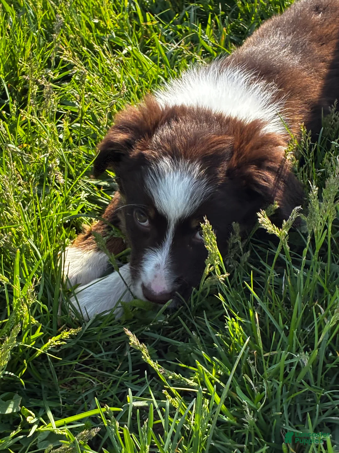 Mixed Breed dogs for sale: Mixed Breed Puppy 3 - Ad 2