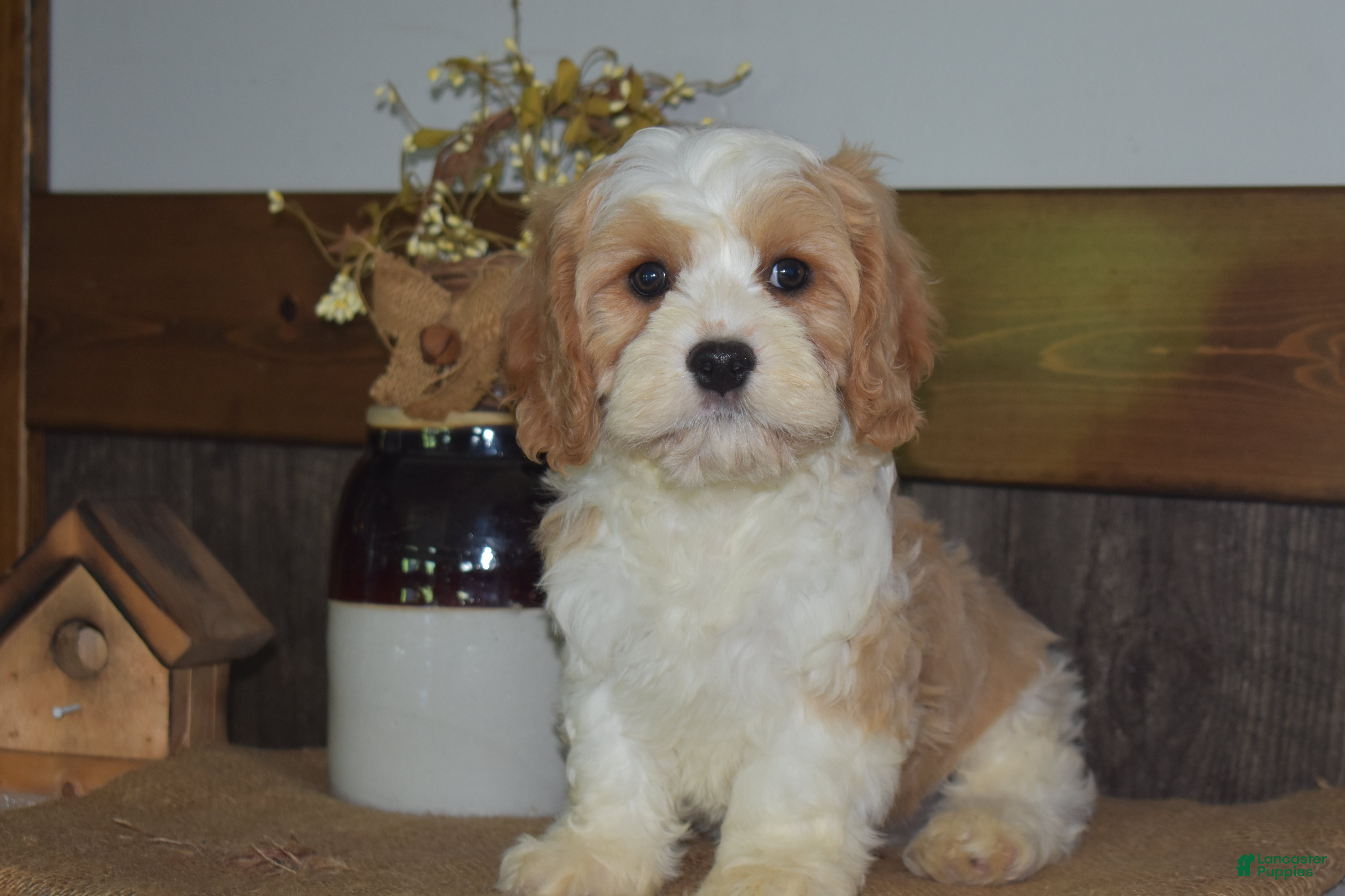 Cavapoo dogs Larry - Ad 1