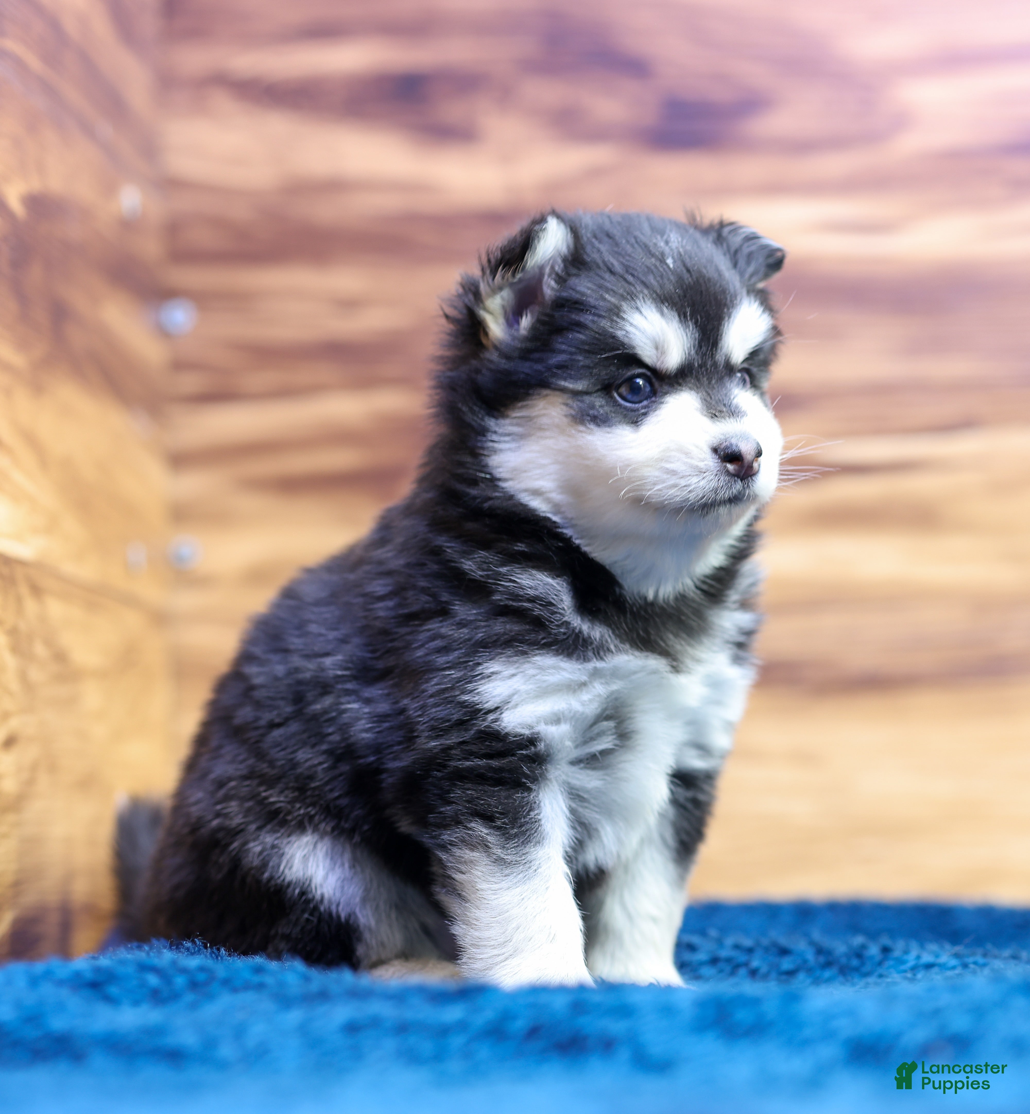 Pomsky dogs Puck - Ad 1