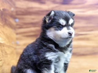 Pomsky dogs Puck - Ad 2