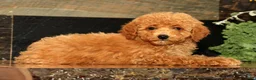 Miniature Poodle dogs for sale: Layla - Ad 1