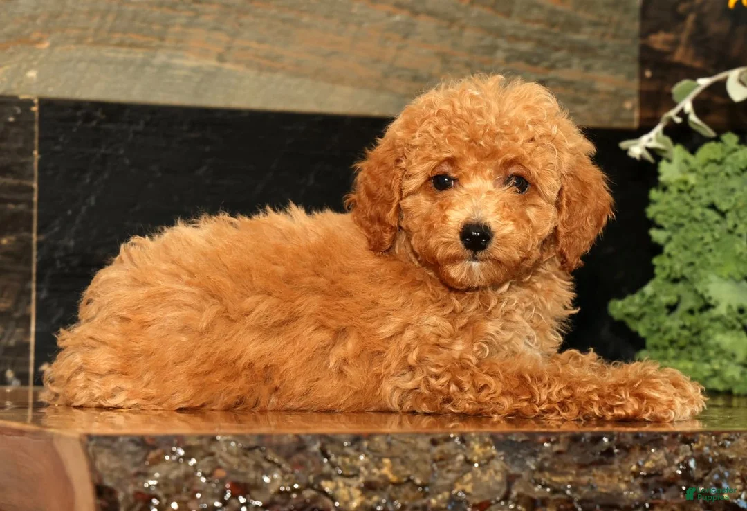 Miniature Poodle dogs for sale: Layla - Ad 1
